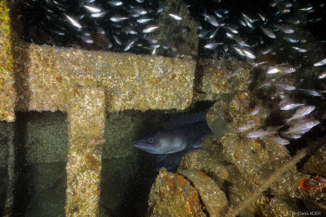 Conger conger epave-Belle ile  Philippe Eric-18m-20160701-Denis-ADER-DSC_8401_tn.jpg